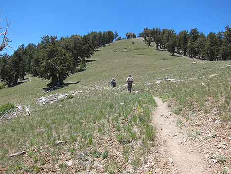 Griffith Peak Trail