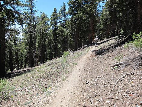 Griffith Peak Trail