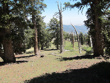 Griffith Peak Trail