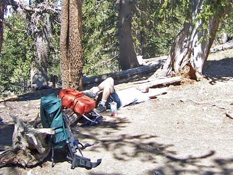 Griffith Peak Trail