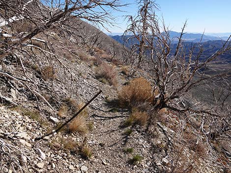 Harris Saddle Trail