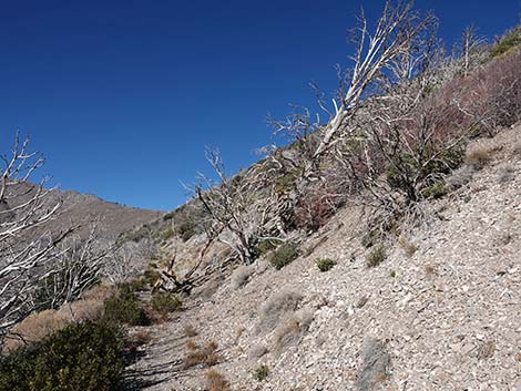 Harris Saddle Trail