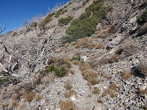 Harris Saddle Trail