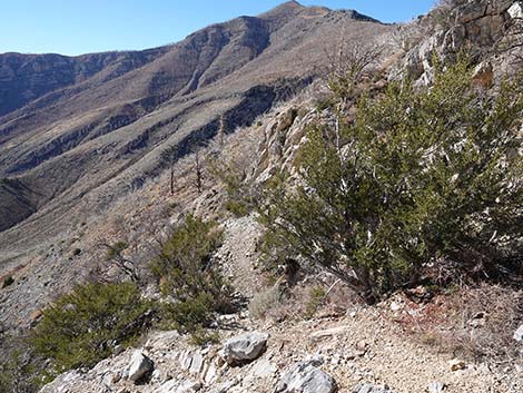 Harris Saddle Trail