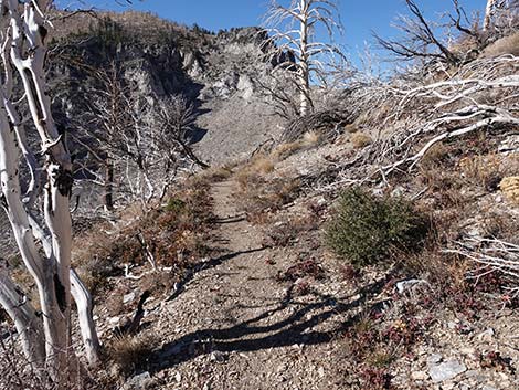 Harris Saddle Trail