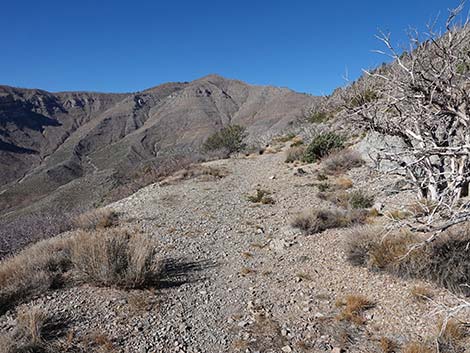 Harris Saddle Trail