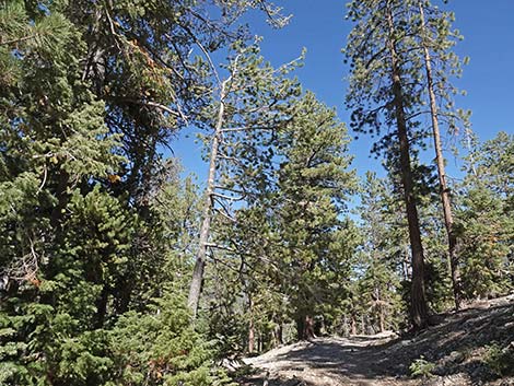 Cathedral Rock Trail