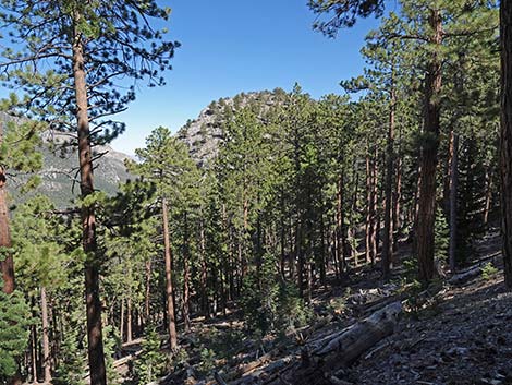 Cathedral Rock Trail