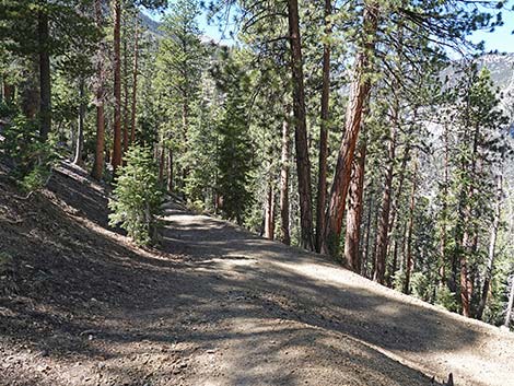 Cathedral Rock Trail