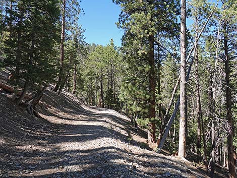 Cathedral Rock Trail