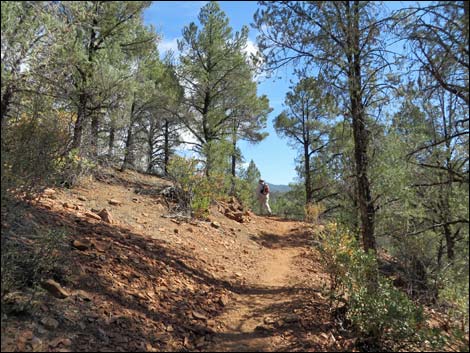 Lovell Canyon Trail