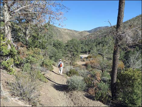 Lovell Canyon Trail