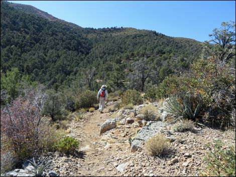 Lovell Canyon Trail