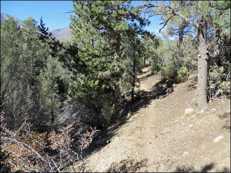 Lovell Canyon Trail