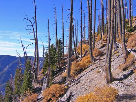 North Loop Trail - North Ridge