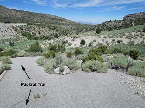 Pack Rat Trail