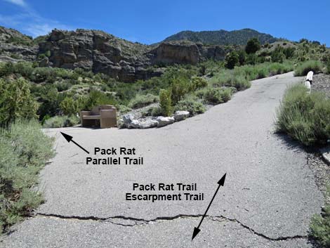 Pack Rat Trail