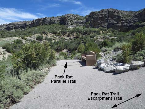 Pack Rat Trail