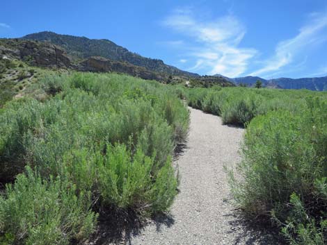 Escarpment Trail