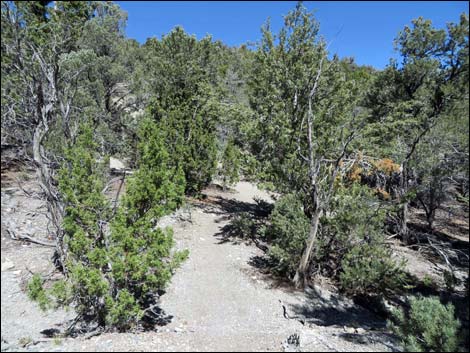 Big Sawmill Loop Trail