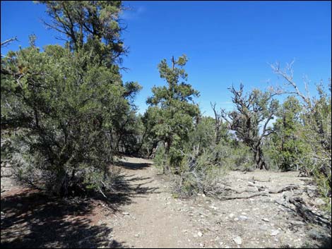 Big Sawmill Loop Trail