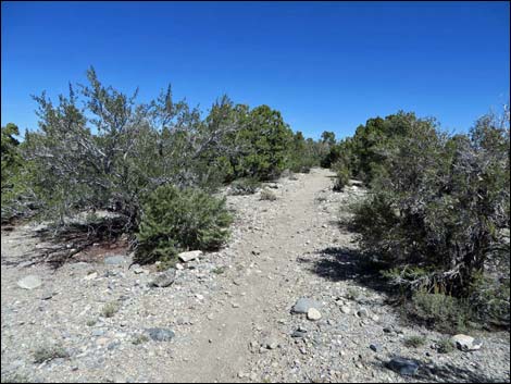 Big Sawmill Loop Trail