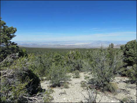 Big Sawmill Loop Trail