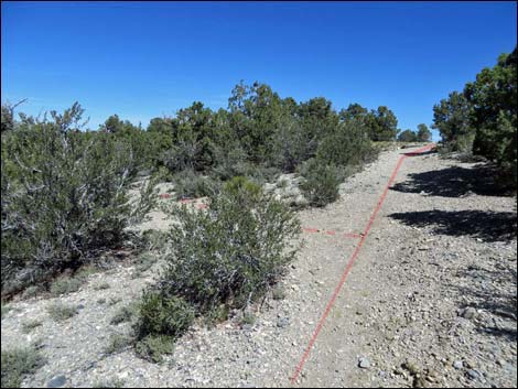 Big Sawmill Loop Trail