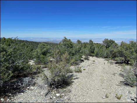 Big Sawmill Loop Trail