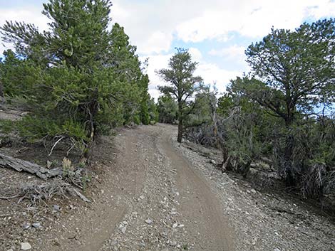 Blue Tree Loop Trail