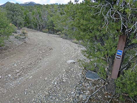 Blue Tree Loop Trail