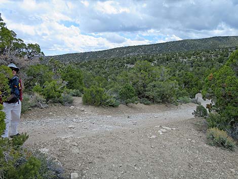 Blue Tree Loop Trail