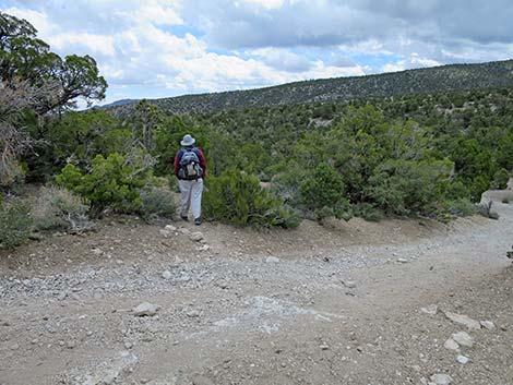 Blue Tree Loop Trail