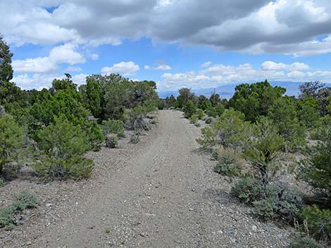 Blue Tree Loop Trail