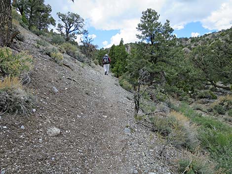 Blue Tree Loop Trail