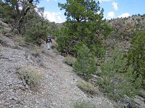 Blue Tree Loop Trail