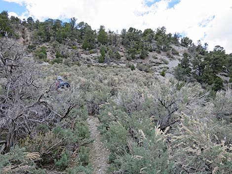 Blue Tree Loop Trail