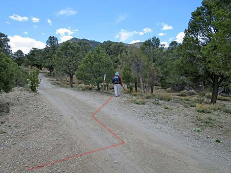 Blue Tree Loop Trail