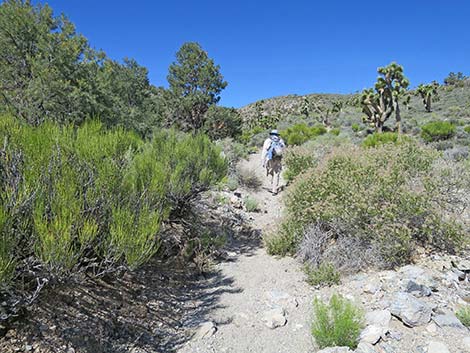 Rocky Gorge Loop Trail