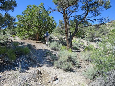 Rocky Gorge Loop Trail