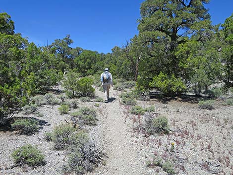 Rocky Gorge Loop Trail