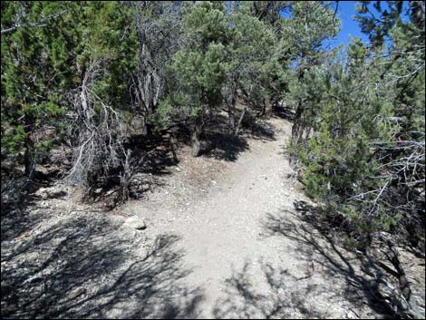 Sawmill Loop Trail