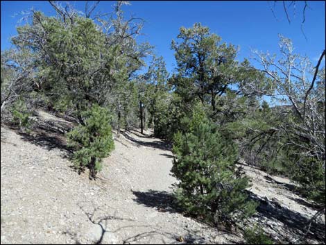 Sawmill Loop Trail