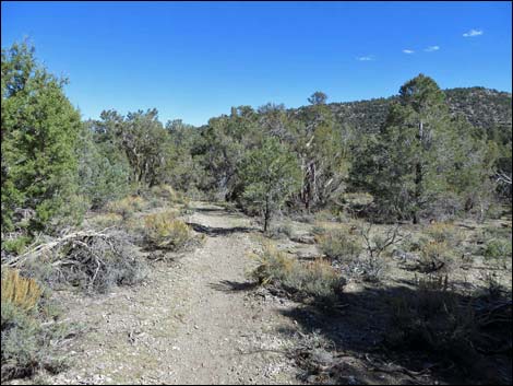 Sawmill Loop Trail