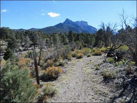 Sawmill Loop Trail