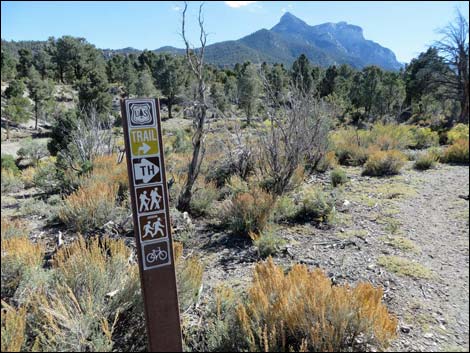 Sawmill Loop Trail