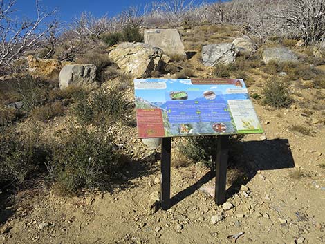 Griffith Peak Trailhead