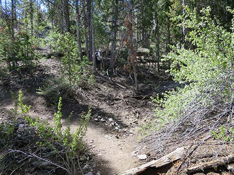 Wildhorse Loop Trail