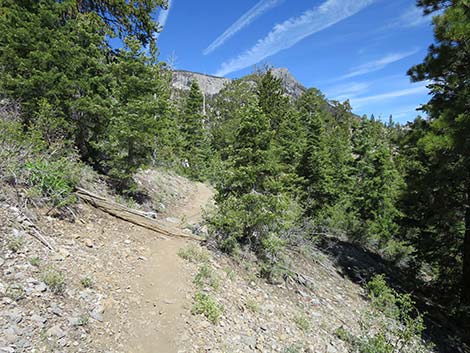 Wildhorse Loop Trail