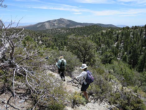 Wildhorse Loop Trail